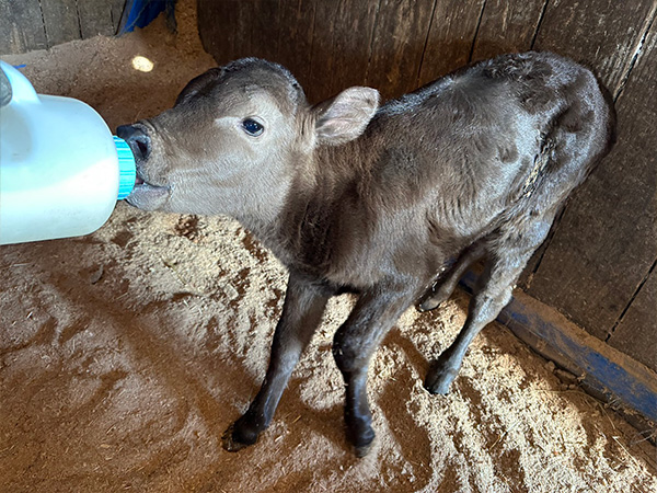 ミルクを飲む子牛