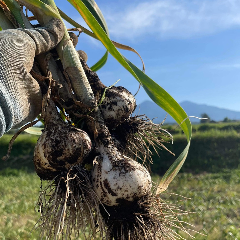 但馬家幸之助 野菜